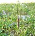 Tipula jacintoensis - photo 3