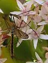 Tipula jacintoensis - photo 4