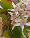 Tipula jacintoensis - photo 5