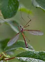 Tipula jacobus - Tipula jacobus