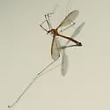 Tipula jacobus - photo 2