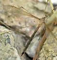 Tipula jacobus - photo 3