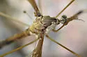 Tipula jacobus - photo 4