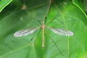 Tipula jacobus - photo 5