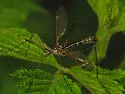 Tipula lanei