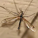 Tipula lanei - photo 2
