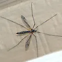 Tipula lanei - photo 3