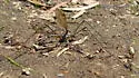 Tipula lanei - photo 4