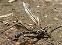 Tipula lanei - photo 5