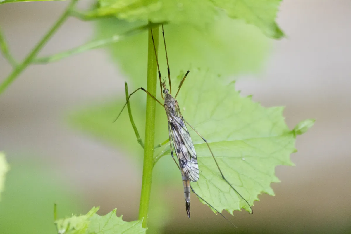 Tipula longiventris - photo 2