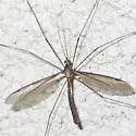 Tipula ludoviciana