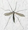 Tipula ludoviciana - photo 2