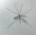 Tipula ludoviciana - photo 3