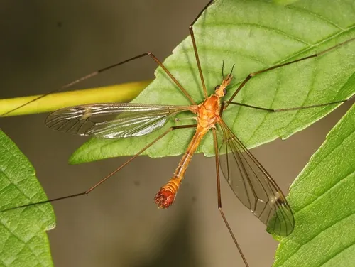 Tipula lunata