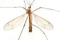Tipula lygropis - Tipula lygropis