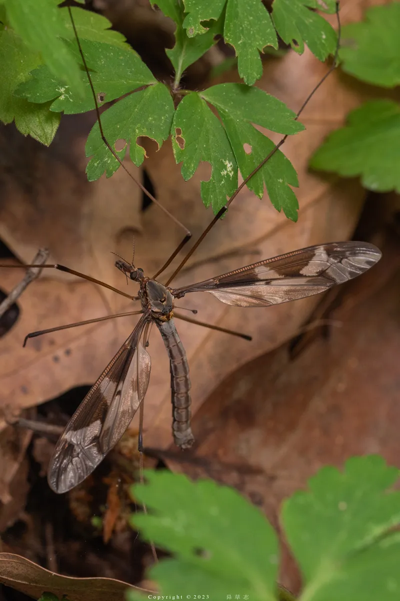 Giant cranefly - photo 3