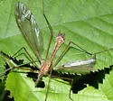 Tipula megaura