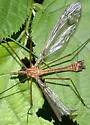 Tipula megaura - photo 2