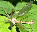 Tipula megaura - photo 3