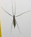 Tipula metacomet
