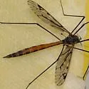 Tipula metacomet - photo 2