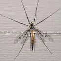 Tipula metacomet - photo 5