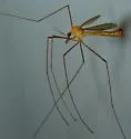 Tipula monticola