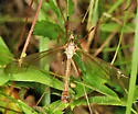 Tipula monticola - photo 2