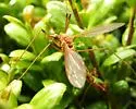 Tipula monticola - photo 4