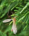 Tipula monticola - photo 5