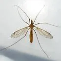 Tipula morrisoni