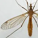 Tipula morrisoni - photo 2