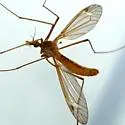 Tipula morrisoni - photo 3