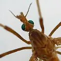 Tipula morrisoni - photo 4