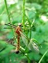 Tipula morrisoni - photo 5