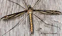 Tipula noveboracensis