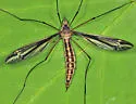 Tipula noveboracensis - photo 2