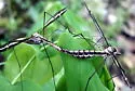 Tipula noveboracensis - photo 3