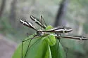 Tipula noveboracensis - photo 4