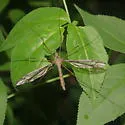 Tipula noveboracensis - photo 5