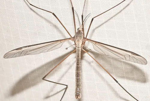 Marsh Crane Fly - photo 2