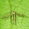 Tipula oropezoides