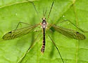 Tipula oropezoides - photo 2