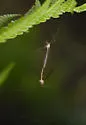 Tipula oropezoides - photo 3