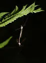 Tipula oropezoides - photo 4