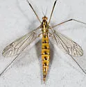 Tipula pachyrhinoides - photo 2