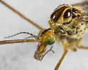 Tipula pachyrhinoides - photo 4
