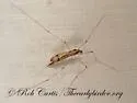 Tipula pachyrhinoides - photo 5