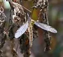 Tipula paterifera