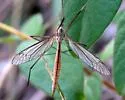 Tipula paterifera - photo 2
